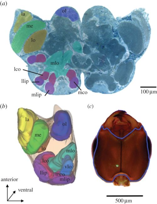 A Beautiful Brain (Figure 1 in Amador-Vargas et al. 2015)